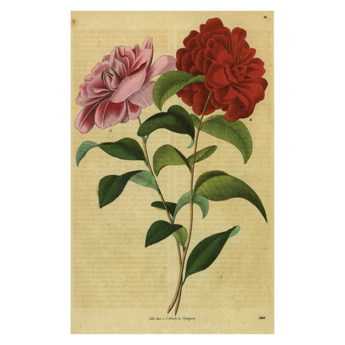 john derian Double Rose Postcard (Pack of 10)