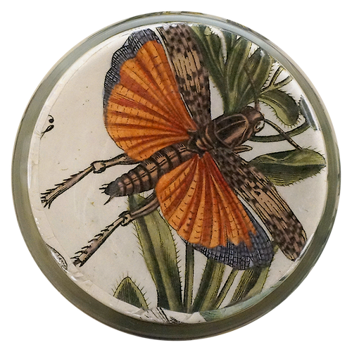 John Derian Dragonfly Desk Cup