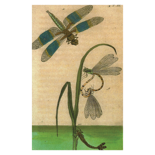 john derian Dragonfly Postcard (Pack of 10)