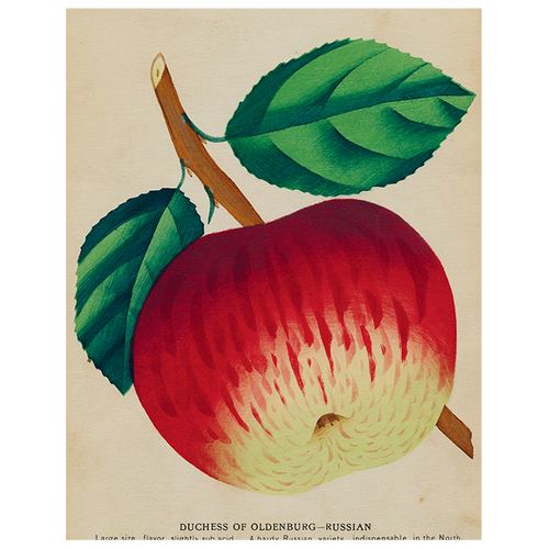 john derian Duchess Apple (p 131) 11" x 14" Rect. Tray