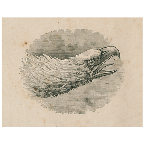 john derian Eagle Portrait (p 206) 11" x 14" Rect. Tray