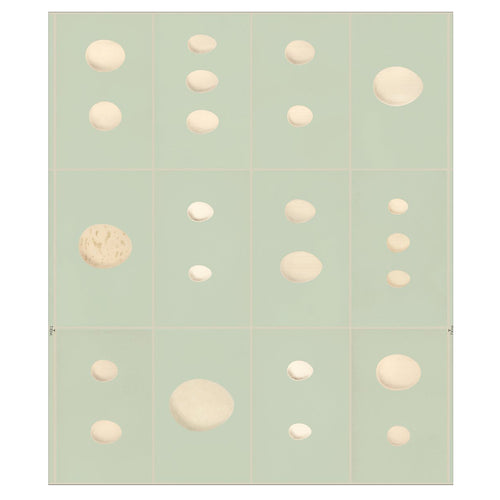 john derian Eggs - Robins Egg Wallpaper