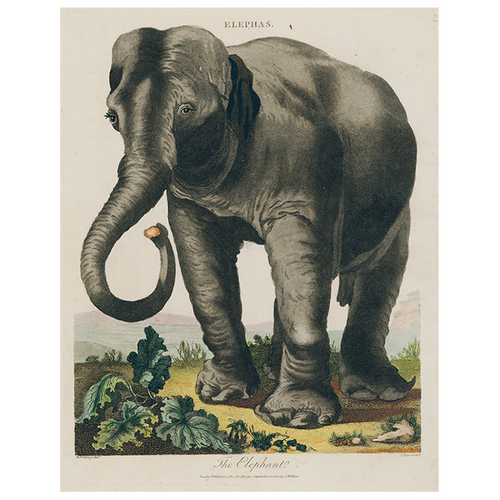 john derian Elepha (p 188) 11" x 14" Rect. Tray
