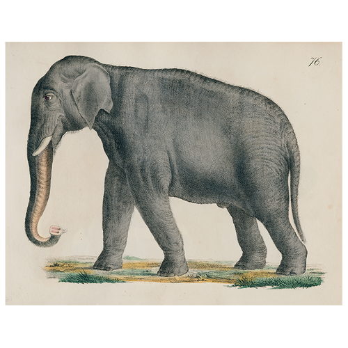 john derian Elephant 76 (p 25) 11" x 14" Rect. Tray