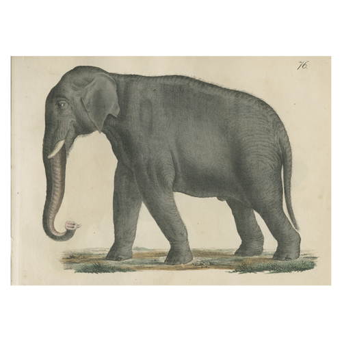 john derian Elephant Card With Envelope (Pack of 6)