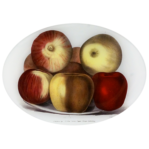 john derian Endicots Apples 10 x 14" Oval