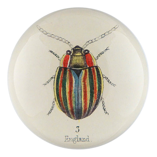 john derian English Bug Dome Paperweight