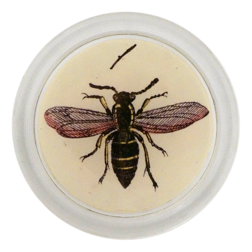 john derian European Hornet F. 4" Coaster