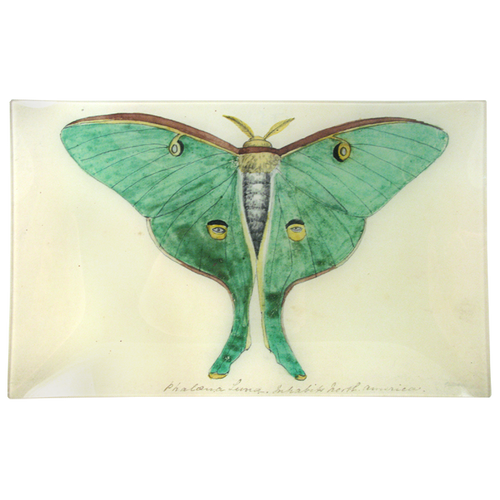 john derian Eyed Green Butterfly 10 x 16" Rect. Tray