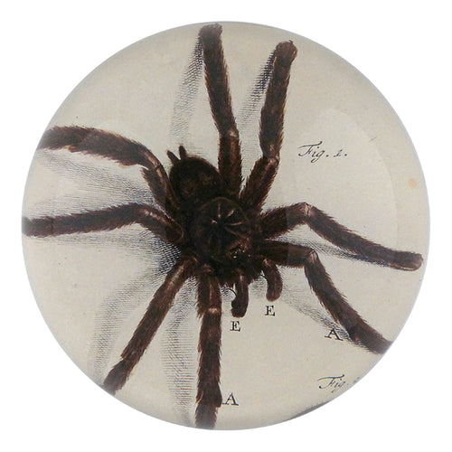 john derian Fig. 1 Spider Dome Paperweight