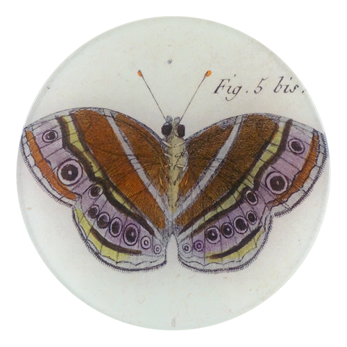 john derian Fig. 5 bis Butterfly 5 1/4" Round Plate