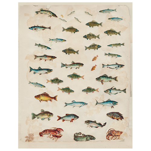 john derian Fish (p 118) 11" x 14" Rect. Tray