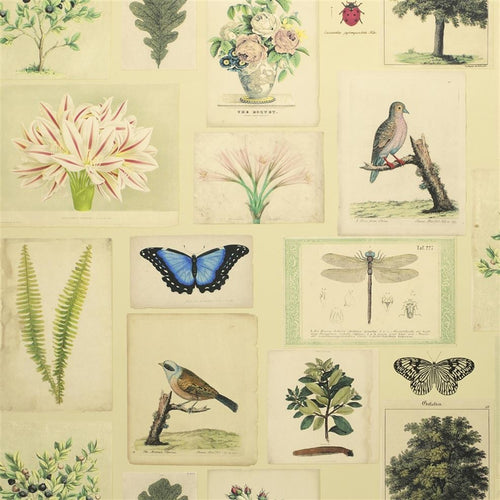 john derian Flora and Fauna Parchment Wallpaper