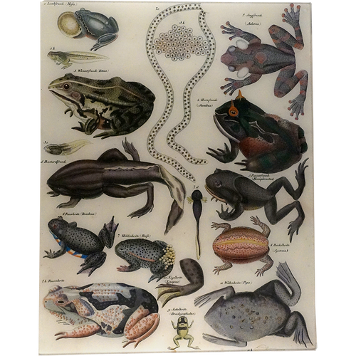 john derian Frog Chart 17 x 22" Rect. Tray