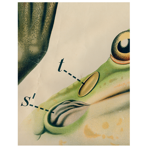john derian Frog Close-Up (p 163) 11" x 14" Rect. Tray
