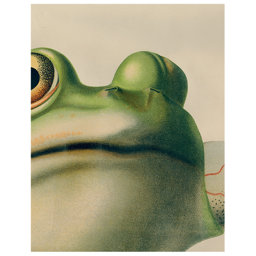 john derian Frog Close-Up (p 164) 11" x 14" Rect. Tray