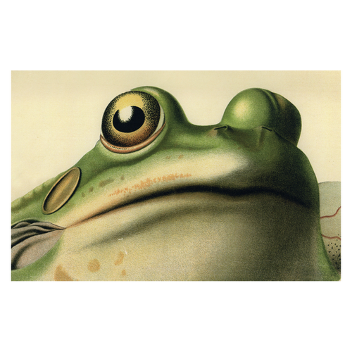 john derian Frog Close-Up Postcard (Pack of 10)