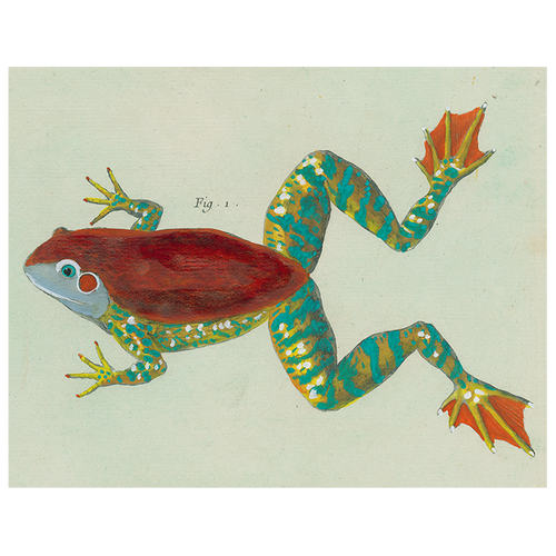john derian Frog (p 73) 11" x 14" Rect. Tray