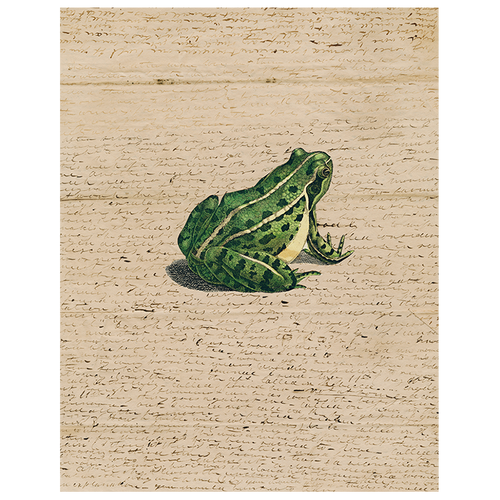 john derian Frog Prince (p 81) 11" x 14" Rect. Tray