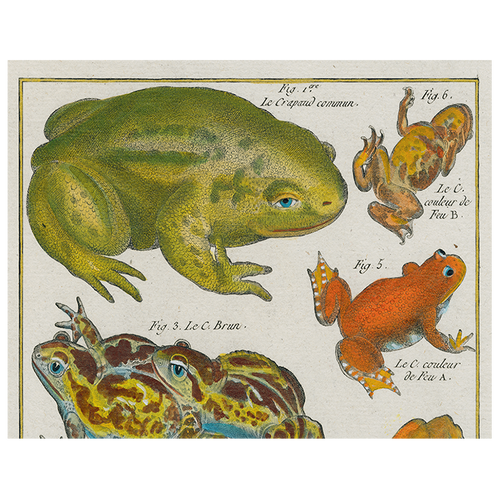 john derian Frogs (p 39) 11" x 14" Rect. Tray