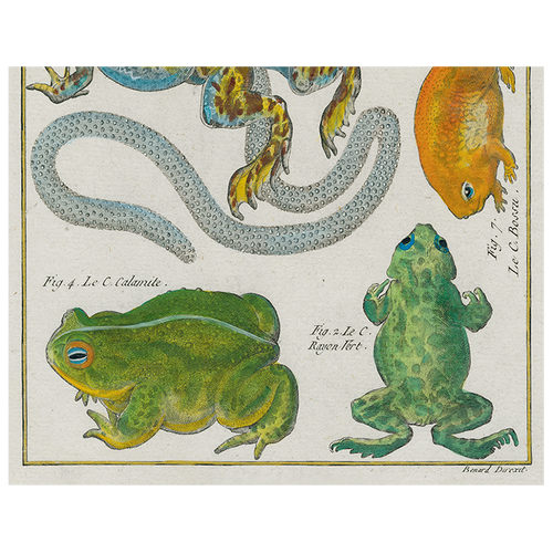 john derian Frogs (p 40) 11" x 14" Rect. Tray