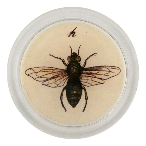 john derian Fruit Fly 4" Coaster