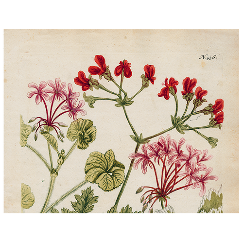 john derian Geranium 536 (p 253) 11" x 14" Rect. Tray