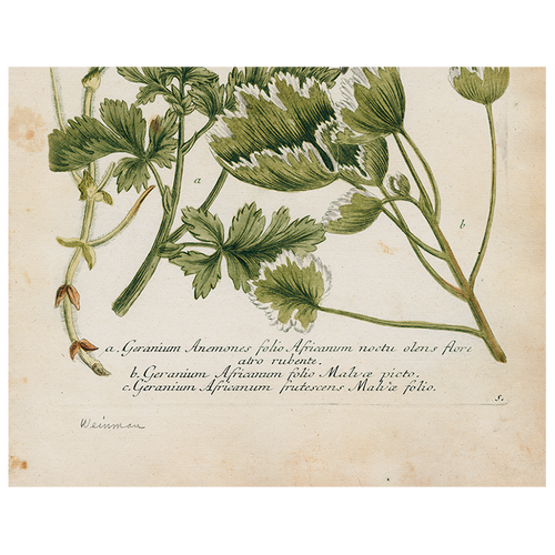 john derian Geranium 536 (p 254) 11" x 14" Rect. Tray