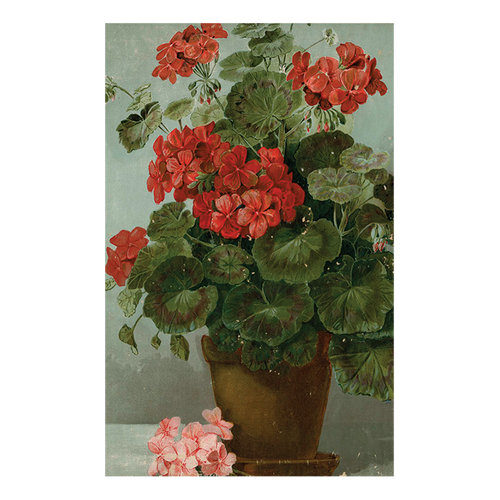 john derian Geranium Postcard (Pack of 10)
