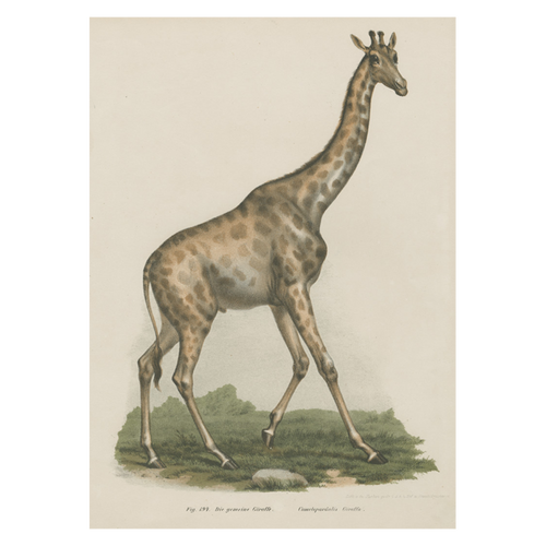 john derian Giraffe Card With Envelope (Pack of 6)