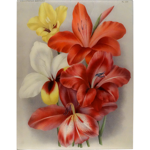 john derian Gladiola 17 x 22" Rect. Tray