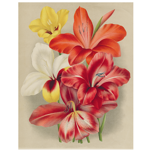 john derian Gladiola (p 74) 11" x 14" Rect. Tray