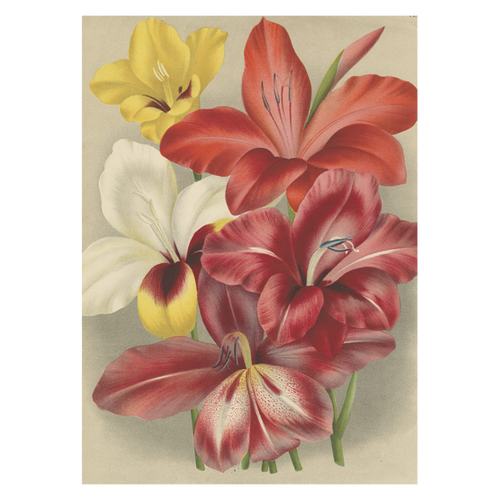 john derian Gladiolus Card With Envelope (Pack of 6)