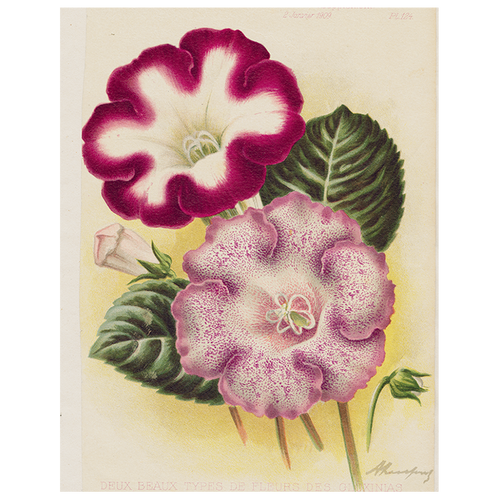john derian Gloxinia - Deux (p 183) 11" x 14" Rect. Tray