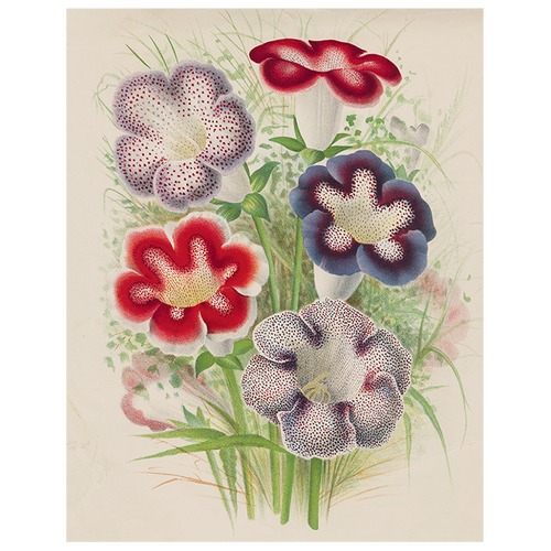 john derian Gloxinia (p 106) 11" x 14" Rect. Tray