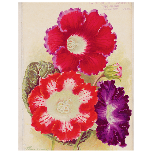 john derian Gloxinias (p 105) 11" x 14" Rect. Tray