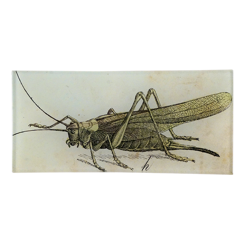 john derian Grasshopper H 3.5 x 7" Rect. Tray