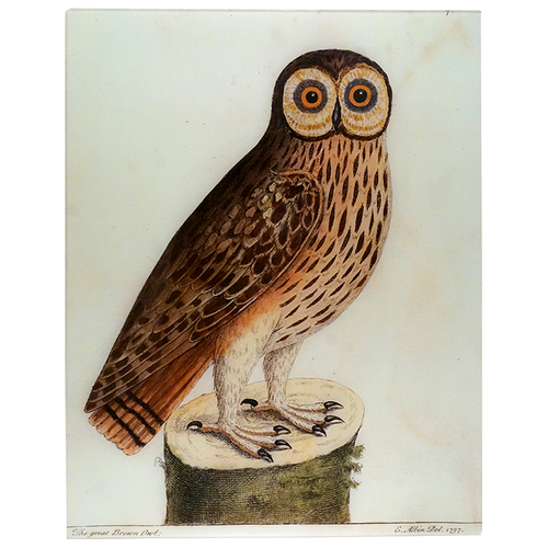john derian Great Brown Owl 17 x 22" Rect. Tray