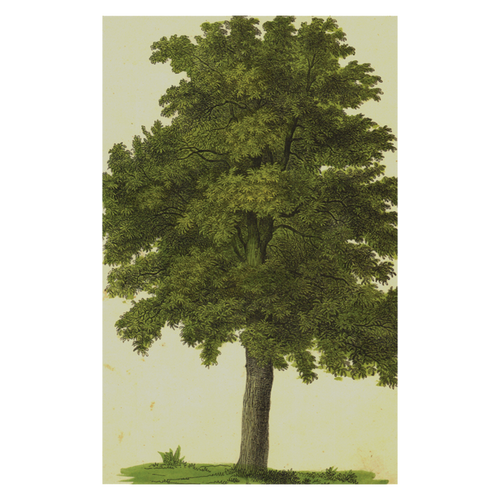 john derian Green Tree Postcard (Pack of 10)