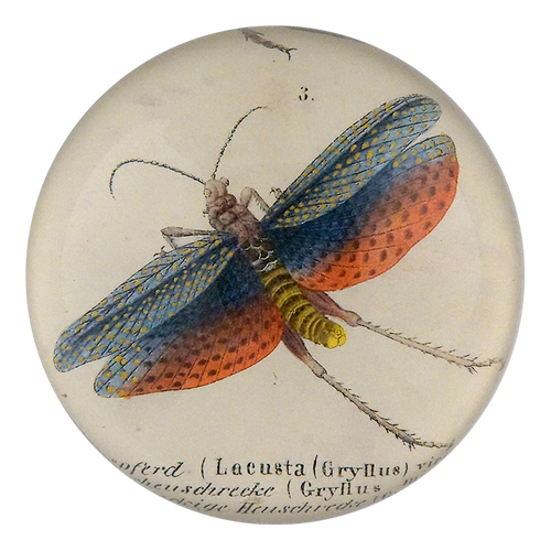 john derian Gryllus Dome Paperweight
