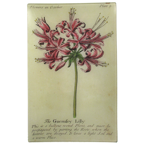 john derian Guernsey Lily (Floral) 9 x 14" Wall Tray