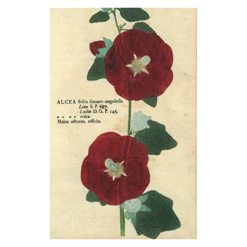 john derian Hollyhock Postcard (Pack of 10)