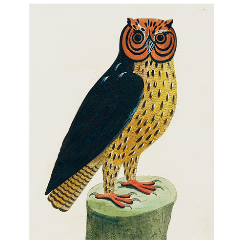 john derian Horn Owl (p 119) 11" x 14" Rect. Tray