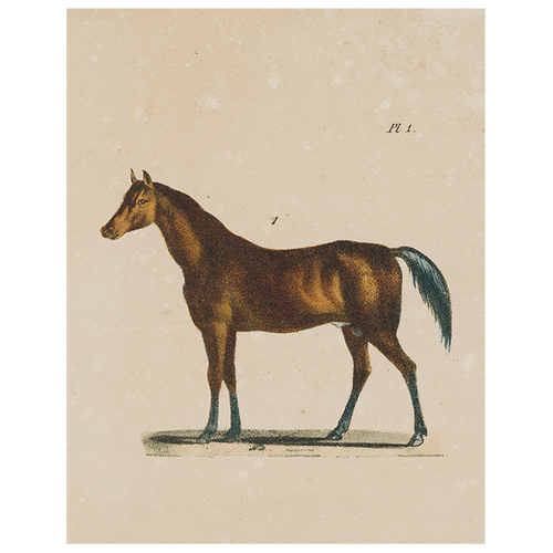 john derian Horse (p 148) 11" x 14" Rect. Tray