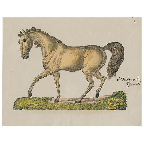 john derian Horse Posing L (p 245) 11" x 14" Rect. Tray