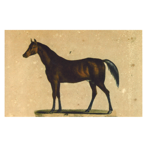 john derian Horse Postcard (Pack of 10)