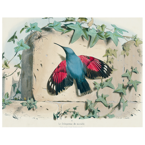 john derian Hummingbird (p 272) 11" x 14" Rect. Tray