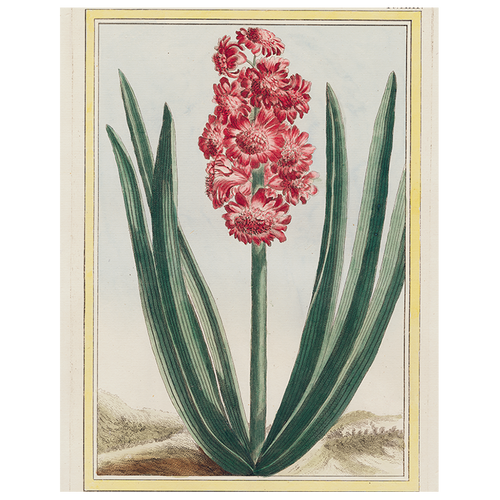 john derian Hyacinth (p 287) 11" x 14" Rect. Tray