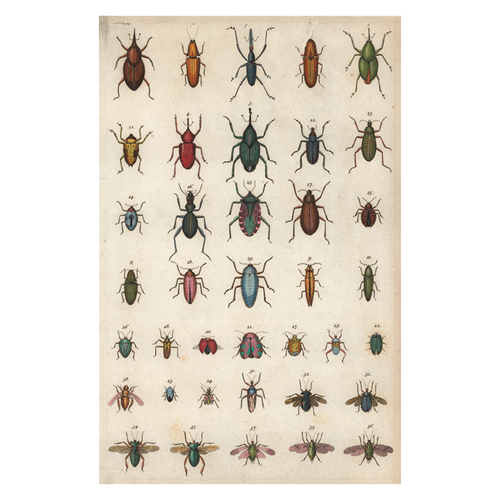 john derian Insects Postcard (Pack of 10)