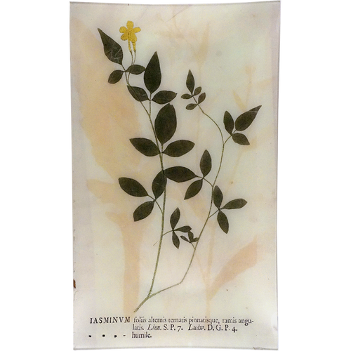 john derian Jasminum 12 x 20" Rect. Tray